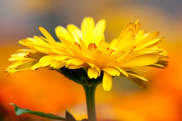 Flores — Fotografia de Stock