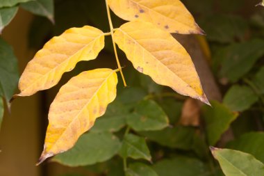 Sonbahar Yaprakları