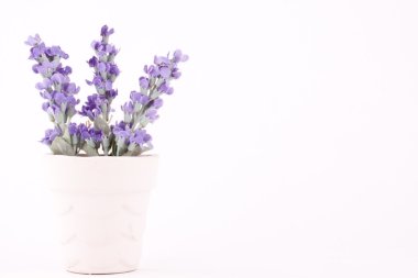 bir tencerede mor çiçekler