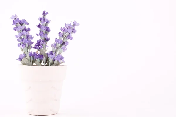 Flores violetas en una olla — Foto de Stock