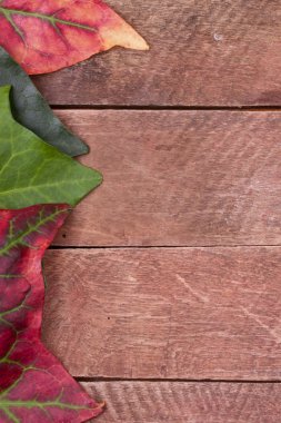 Sonbahar Yaprakları