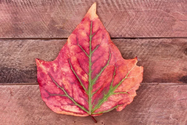 秋の紅葉の終わり — ストック写真