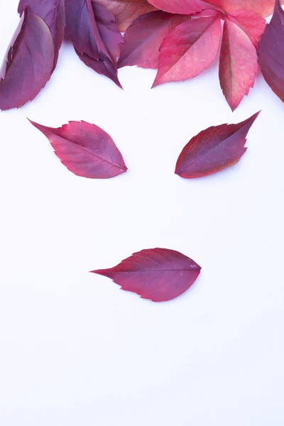 Cara sobre hojas — Foto de Stock