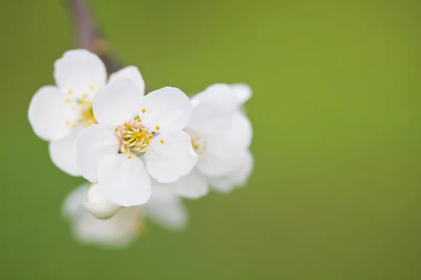 Spring bloom — Stock Photo, Image