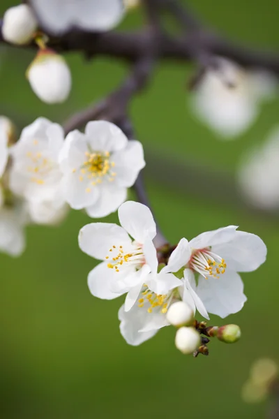 Spring bloom — Stock Photo, Image