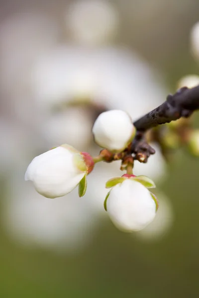 Spring bloom — Stock Photo, Image