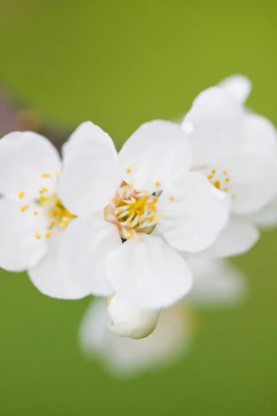 Spring bloom — Stock Photo, Image