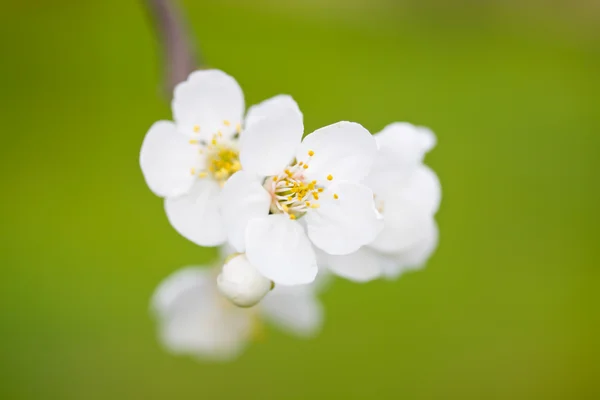 Spring bloom — Stock Photo, Image