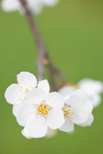 Spring bloom — Stock Photo, Image