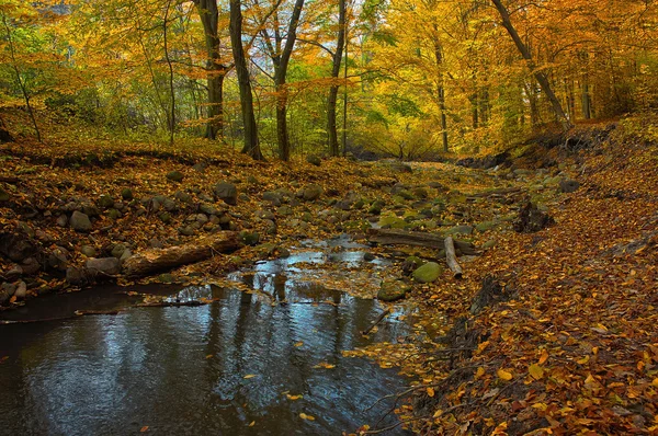 Φθινόπωρο δάσος creek — Φωτογραφία Αρχείου