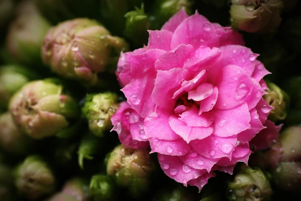 Pink Coral Flower — Stock Photo, Image