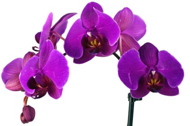 Orchidea beyaz