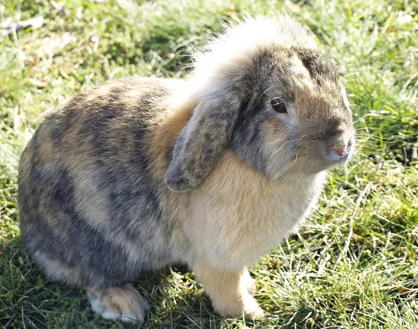 Rabbit — Stock Photo, Image