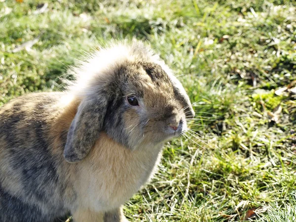 Rabbit — Stock Photo, Image