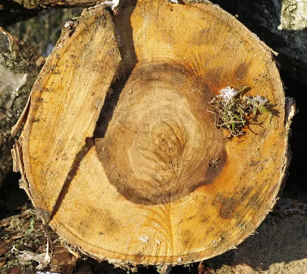 Eine Nahaufnahme von einem Holzstapel. — Stockfoto