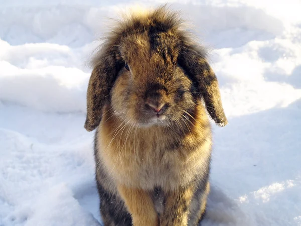 Lapin en hiver — Photo