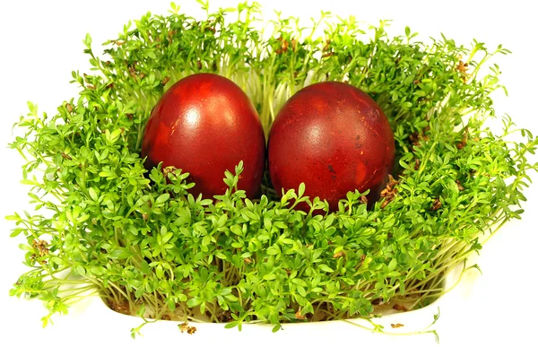 Velikonoční vajíčka a Řeřicha — Stock fotografie