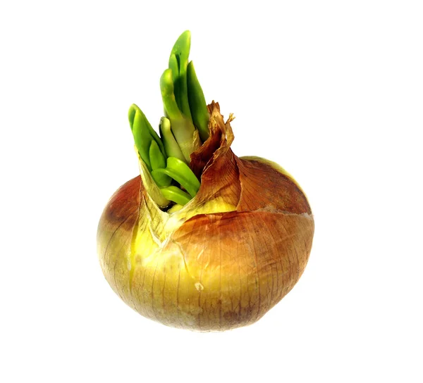 Onion — Stock Photo, Image