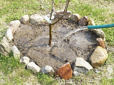 Hortumdan bahçe sulama işi.