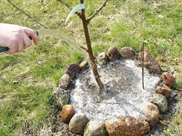 Gartenbewässerung aus Schlauch — Stockfoto