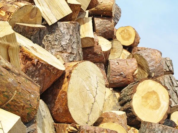 Wood pile — Stock Photo, Image