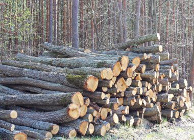 Taze kesilmiş ağaç kütükleri birikti