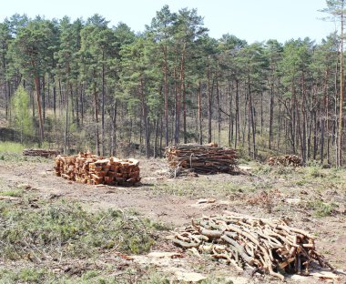 Taze kesilmiş ağaç kütükleri birikti