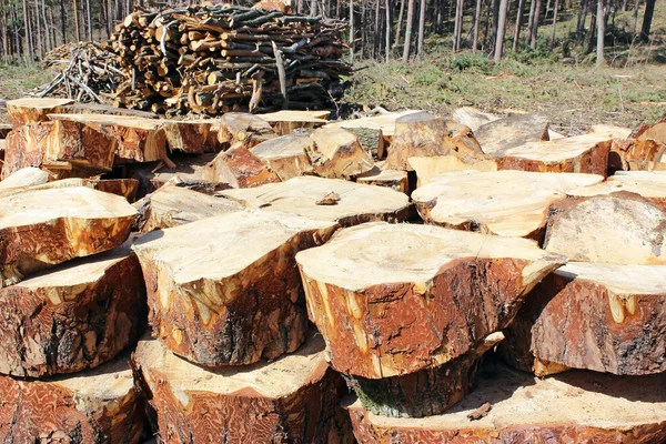 Vers gesneden boomstammen opgestapeld — Stockfoto