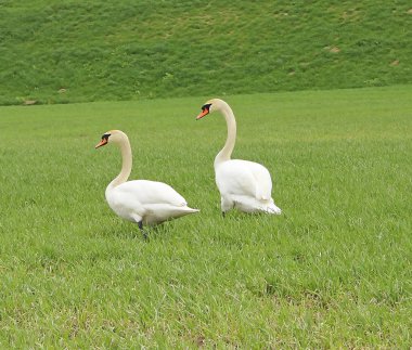 Yeşil çimlerin üzerinde beyaz kuğu