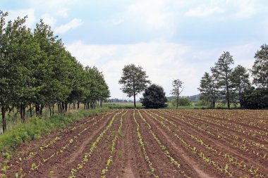 tobbaco ekimi Polonya