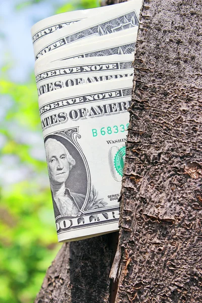 Money tree — Stock Photo, Image