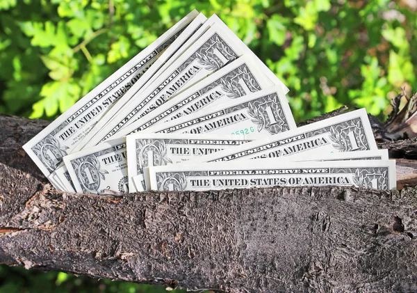 Money tree — Stock Photo, Image