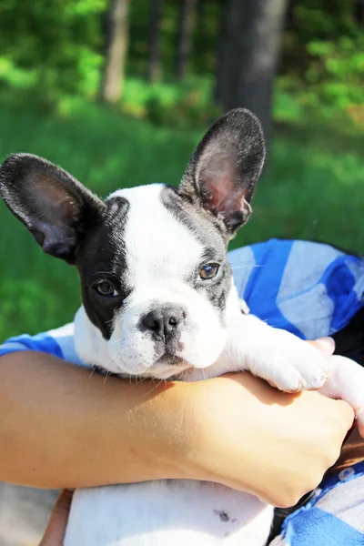 Junge französische Bulldogge läuft glücklich auf dem Feld — Stockfoto