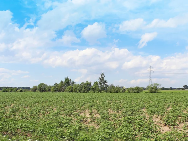 Champ de pommes de terre vertes et ciel bleu paysage — Photo