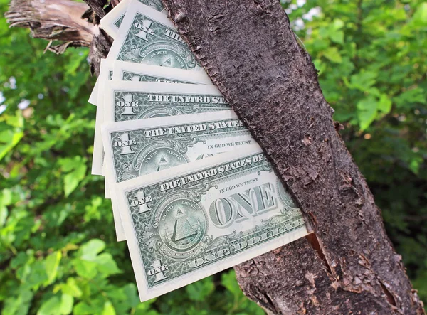 Money tree — Stock Photo, Image