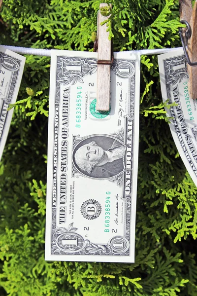 Money hanging on a tree — Stock Photo, Image