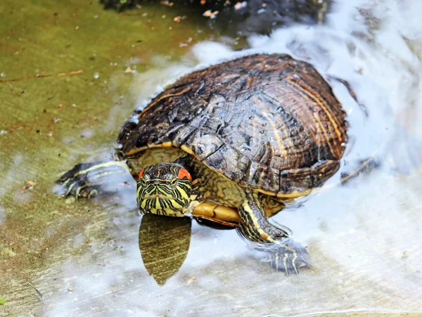 Slider de orelhas vermelhas (Trachemys scripta elegans) em água — Fotografia de Stock