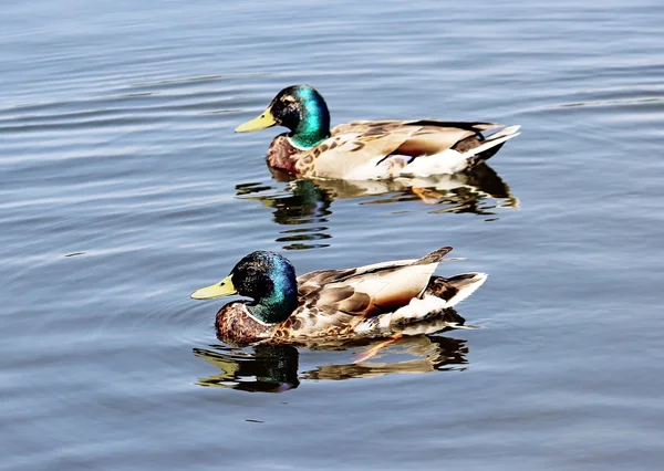 Πάπια mallard στη λίμνη — Φωτογραφία Αρχείου