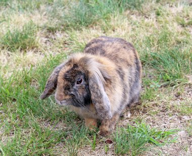 bahçede çim yeme tavşan