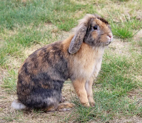 Rabbit eating grass in the garden — Stock Photo, Image