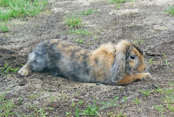 Konijn eten van gras in de tuin — Stockfoto