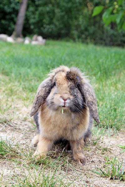 Bahçede çim yeme tavşan — Stok fotoğraf