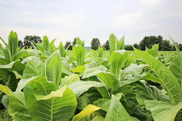 Plantação de tabaco em Polonia — Fotografia de Stock