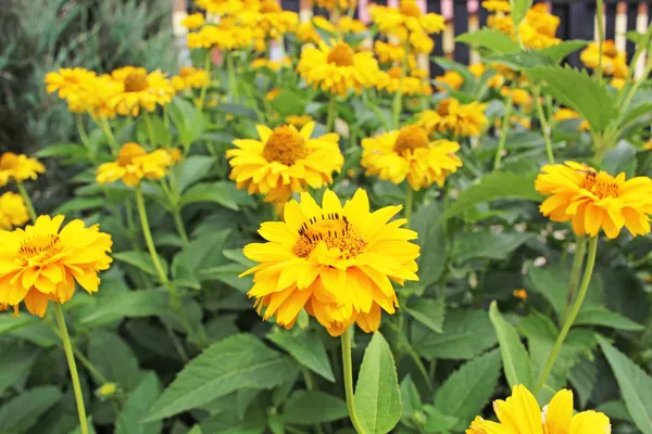 Belas flores amarelas em um jardim — Fotografia de Stock