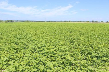 Yeşil patates alan ve mavi gökyüzü manzara