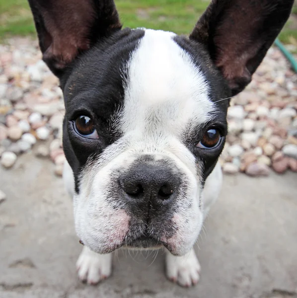 Franse bulldog puppy in de tuin — Stockfoto