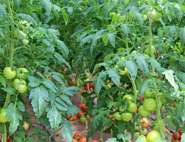 Sera içinde olgunlaşmış domates — Stok fotoğraf