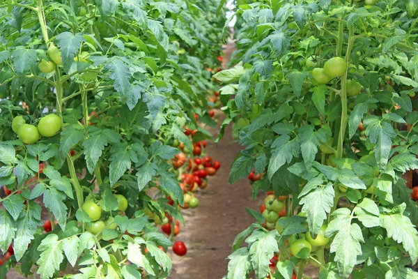 Ripened tomatoes in the greenhouse — Stock Photo, Image
