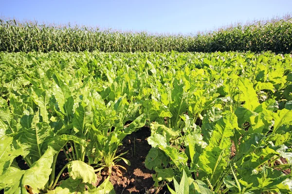 Plantación de remolacha azucarera — Foto de Stock