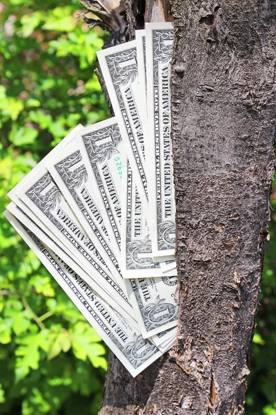 在树中的钱 — 图库照片